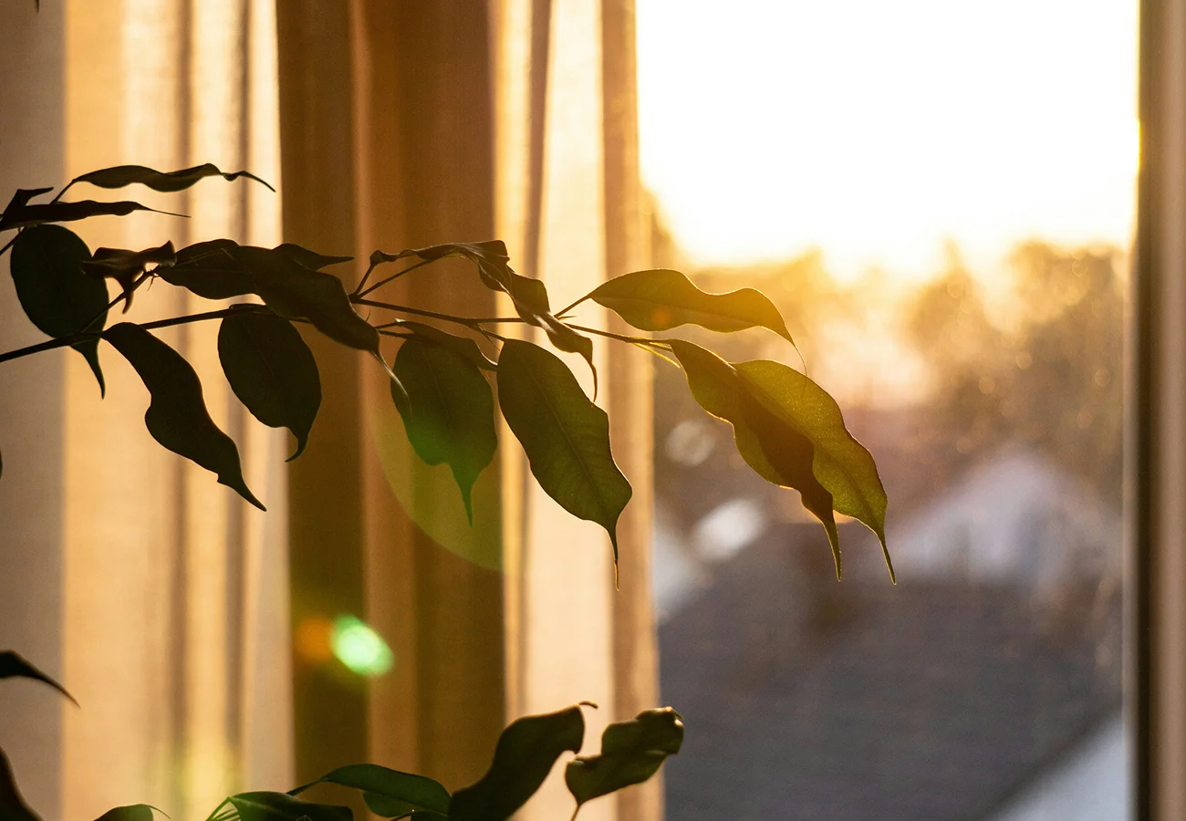 What is indirect light and how to find it at home