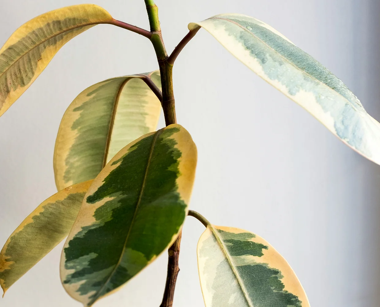 Dry or wilted plant: what's wrong and how to help it