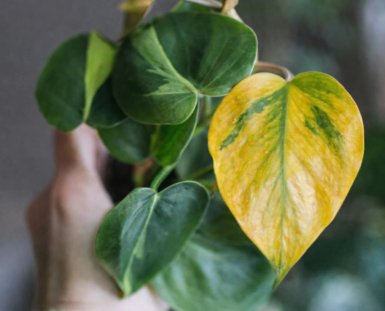 Why does my plant have yellow leaves