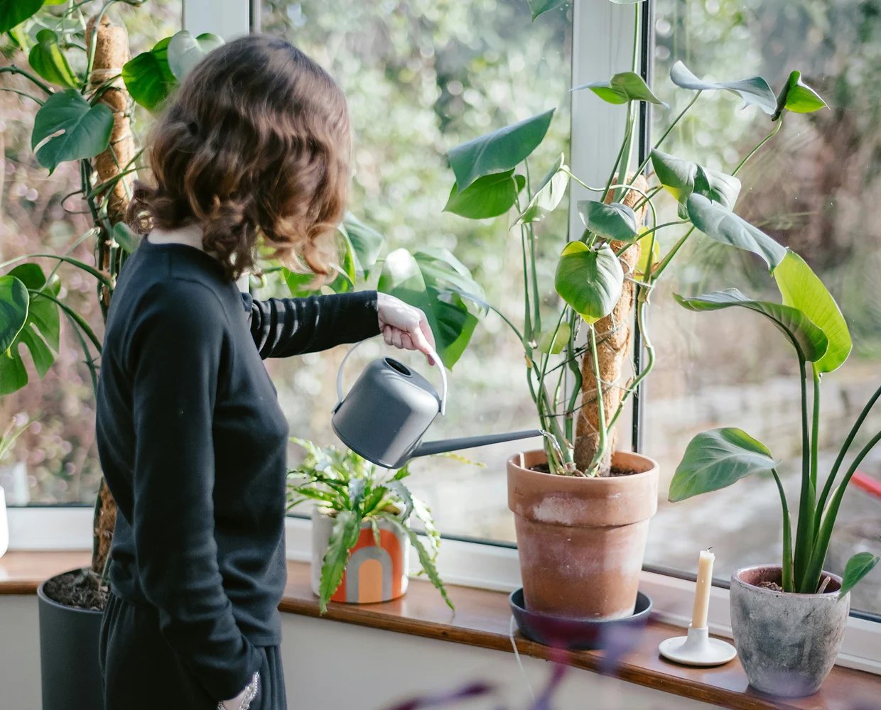 Watering: how to tell if your plant has too much or too little water